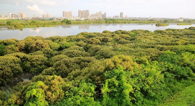 台南鹽水溪口濕地